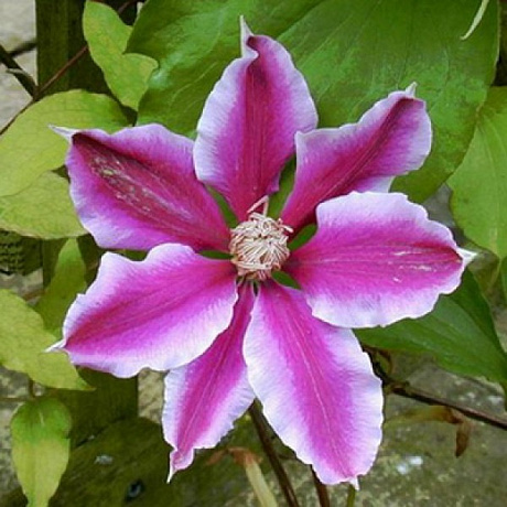 Клематис крупноцветковый Карнаби фото Клематис крупноцветковый Карнаби 