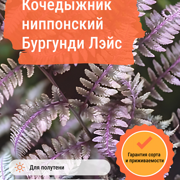 Кочедыжник ниппонский Бургунди Лэйс фото 4 
