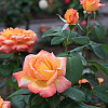 Роза чайно-гибридная Филипп Нуаре фото 2 