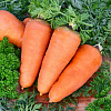 Морковь Шантенэ Королевская фото 1 