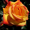 Роза чайно-гибридная Филипп Нуаре фото 1 