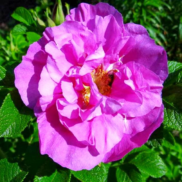 Роза канадская парковая Чарльз Альбанель фото 1 