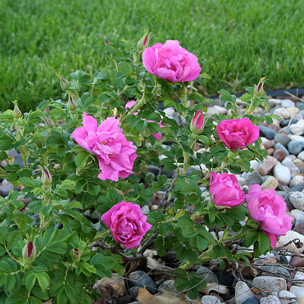 Роза канадская парковая Чарльз Альбанель фото 3 
